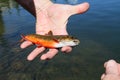 Brook trout