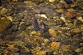 Brook Trout in Crystal Clear Waters Royalty Free Stock Photo