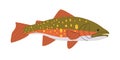 brook trout fish animal green and yellow color with spotted skin species freshwater swimming underwater fresh delicious