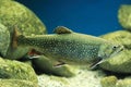 Brook trout Royalty Free Stock Photo