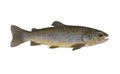 Brook trout. Native wild salmon fish isolated on white background Royalty Free Stock Photo