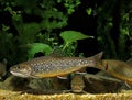 SAUMON DE FONTAINE salvelinus fontinalis Royalty Free Stock Photo