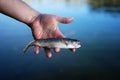 Brook Trout(Salvelinus fontinalis) in hand Royalty Free Stock Photo