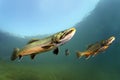 Brook trout Salvelinus fontinalis underwater Royalty Free Stock Photo