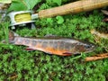 Brook Trout Royalty Free Stock Photo