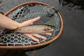 Brook Trout Speckled Trout Fly Fishing