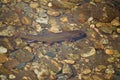 Brook trout under water