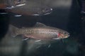 brook trout underwater salvelinus frontinalis fresh water