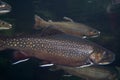 brook trout underwater salvelinus frontinalis fresh water