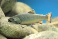 Brook trout Royalty Free Stock Photo