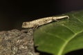 Brookesia minima is one of the smallest chameleons in the world