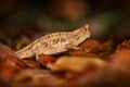 Brookesia superciliaris, brown leaf chameleon or Thiel`s pygmy branch in forest habitat. Exotic beautiful endemic green reptile