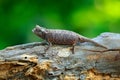 Brookesia thieli, Chameleon sitting on the branch in forest habitat. Exotic beautifull endemic green reptile with long tail from