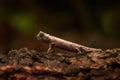 Brookesia thieli, Domergue`s leaf chameleon or Thiel`s pygmy branch in forest habitat. Exotic beautiful endemic green reptile wi