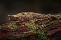 Brookesia thieli, Domergue`s leaf chameleon or Thiel`s pygmy branch in forest habitat. Exotic beautiful endemic green reptile wi