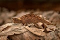 Brookesia thieli, Domergue`s leaf chameleon or Thiel`s pygmy branch in forest habitat. Exotic beautiful endemic green reptile wi