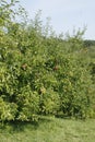 Brookfield Apple Orchard  cortland   mcintosh Royalty Free Stock Photo