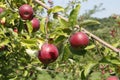 Brookfield Apple Orchard RED CORTLAND apples  fresh on trees Royalty Free Stock Photo