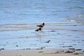 Brooklyn, New York: American oystercatcher Royalty Free Stock Photo