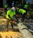 New York City Parks crew works to remove a fallen tree and clears street the aftermath of severe weather after storm Isaias Royalty Free Stock Photo