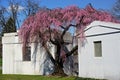 Brooklyn, New York: A cherry tree at the historic Green-Wood Cemetery Royalty Free Stock Photo
