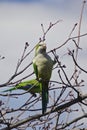 Brooklyn, New York: A monk parakeet at the historic Green-Wood Cemetery Royalty Free Stock Photo