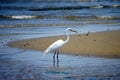 Brooklyn, New York: Snowy egret Royalty Free Stock Photo