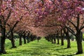 Cherry blossom trees in full bloom at the Brooklyn Botanic Garden Royalty Free Stock Photo