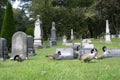 Brooklyn, USA - October 17 2021: Geese walking on grass between tombs on Greenwood cemetery