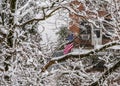 Brooklyn, Winter, Snow-covered Tree Branches, American Flag In Front Of Apartment Building, New York, US