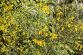 Broom bush with yellow flowers Royalty Free Stock Photo