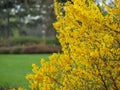Broom bush Royalty Free Stock Photo