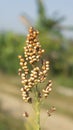 Broom corn Sorghum Millet . Field of broom corn. Field of Sorghum Millet