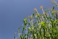 Broom corn, sorghum millet, growing tall against a cloudless blue sky