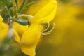 Broom - Cytisus scoparius Royalty Free Stock Photo