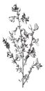 Broom, deciduous, Dry, shrub, leaves, thick, long vintage illustration