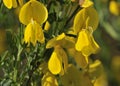 Broom Flowers Royalty Free Stock Photo