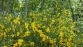 Broom flowers. Close-up in slowmotion.