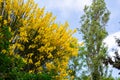 Broom flowers in garden