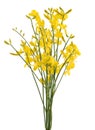 Broom flowers