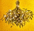 Broom from green mistletoe Royalty Free Stock Photo