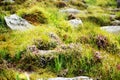 The broom heath, Calluna vulgaris is the formative plant of heathland Royalty Free Stock Photo