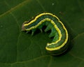 Broom Moth, Melanchra pisi larva Royalty Free Stock Photo