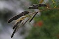 Broom plant seed pods. Royalty Free Stock Photo