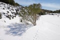 Broom shrubs on the snow covered volcanic rock of Etna Park