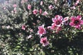 Broom tea tree in the back light morning Royalty Free Stock Photo