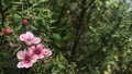 Broom tea-tree and pink flowers. Royalty Free Stock Photo