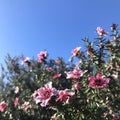 New Zealand Tea-tree with blue sky background. Square photo image. Royalty Free Stock Photo