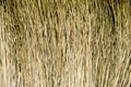 Broom texture