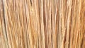 Broom texture, sorghum stems closeup